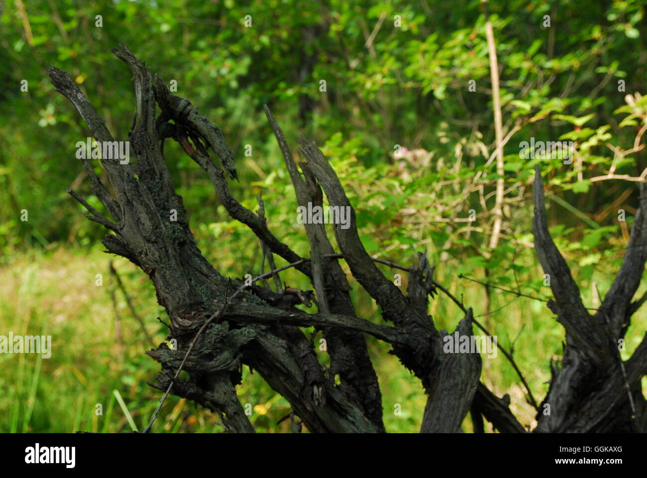 Alter Stumpf, moosiger Stumpf, Baumstumpf, grüner Wald Stockfoto