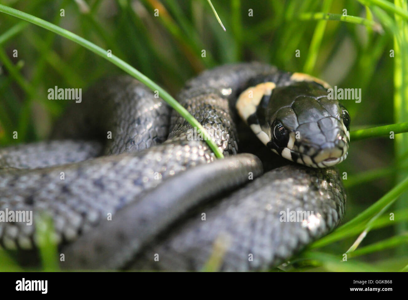 Grass Snake In The Grass, Mecklenburg-Vorpommern, Deutschland Stockfoto