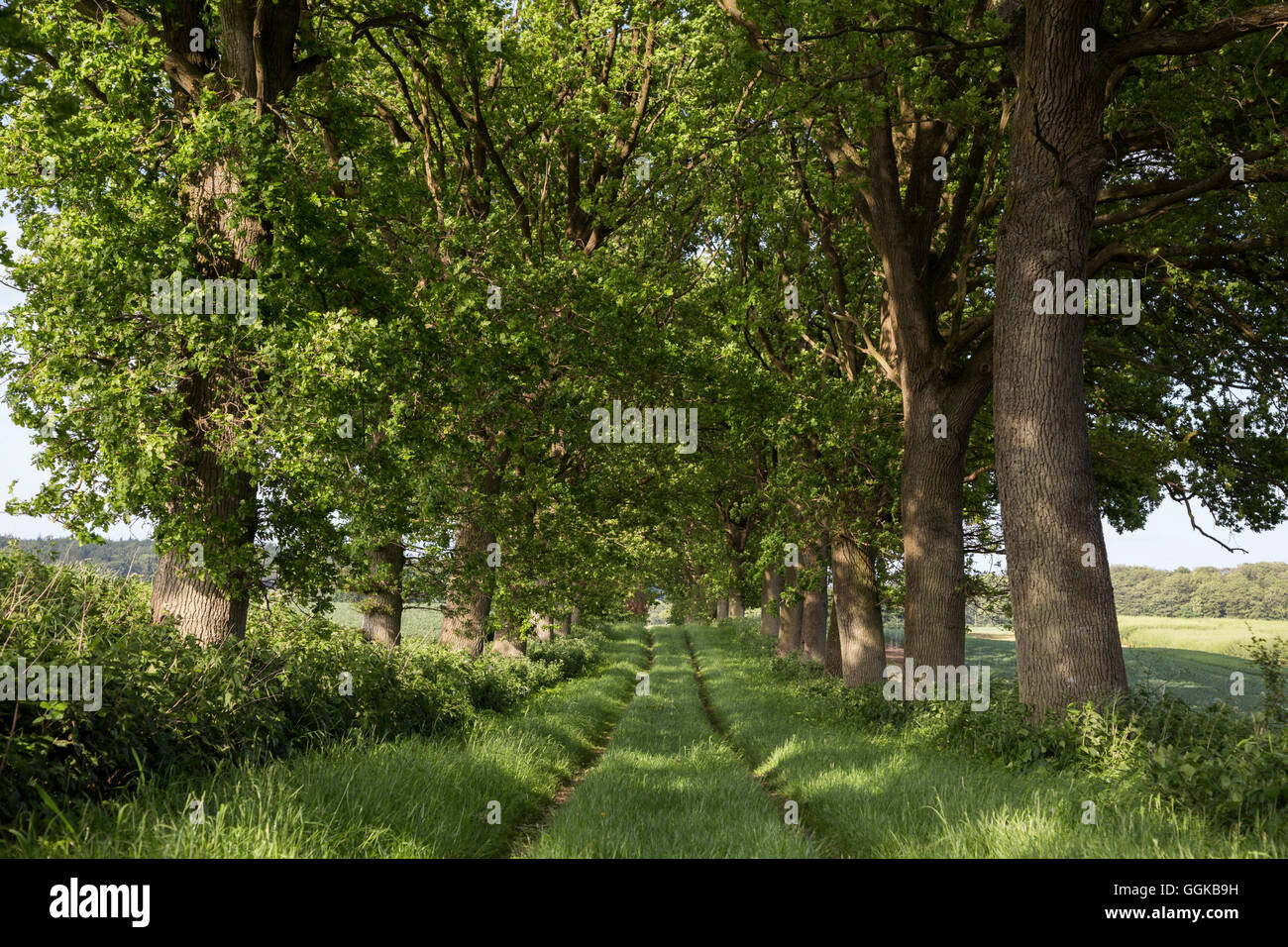 Bäumen gesäumten Weg, Altenhof, Eckernfoerde, Rendsburg-Eckernfoerde, Schleswig-Holstein, Deutschland Stockfoto