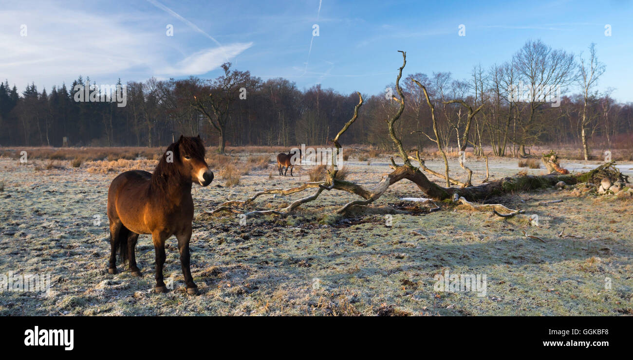 Ponys auf der Katenhofer Heide, Daenisch Wohld Rendsburg-Eckernfoerde, Schleswig-Holstein, Deutschland Stockfoto