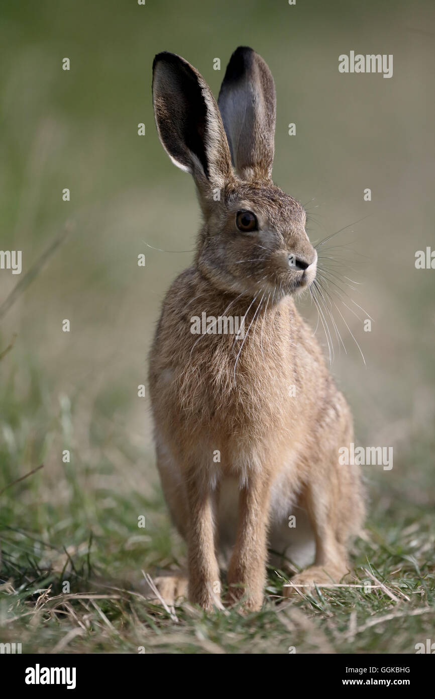 Europäischer Feldhase Lepus Europaeus, einziges Säugetier auf Rasen, Warwickshire, Juli 2016 Stockfoto
