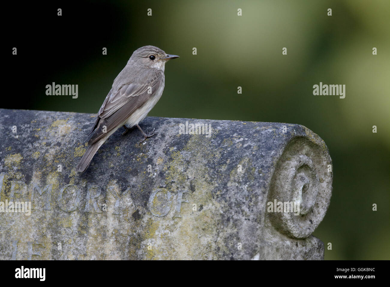 Grauschnäpper, Muscicapa Striata, einziger Vogel auf Grabstein, Warwickshire, Juli 2016 Stockfoto