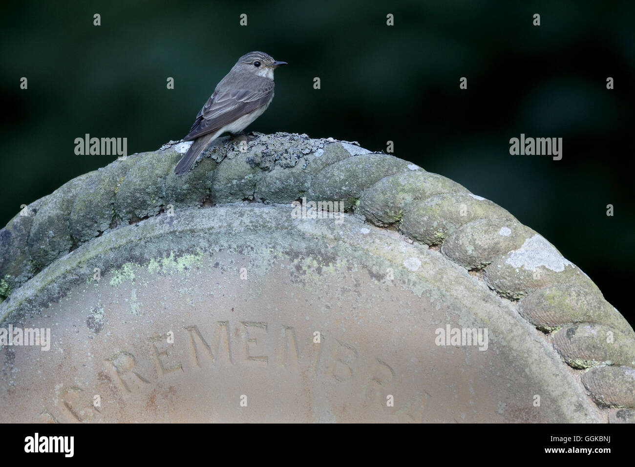 Grauschnäpper, Muscicapa Striata, einziger Vogel auf Grabstein, Warwickshire, Juli 2016 Stockfoto