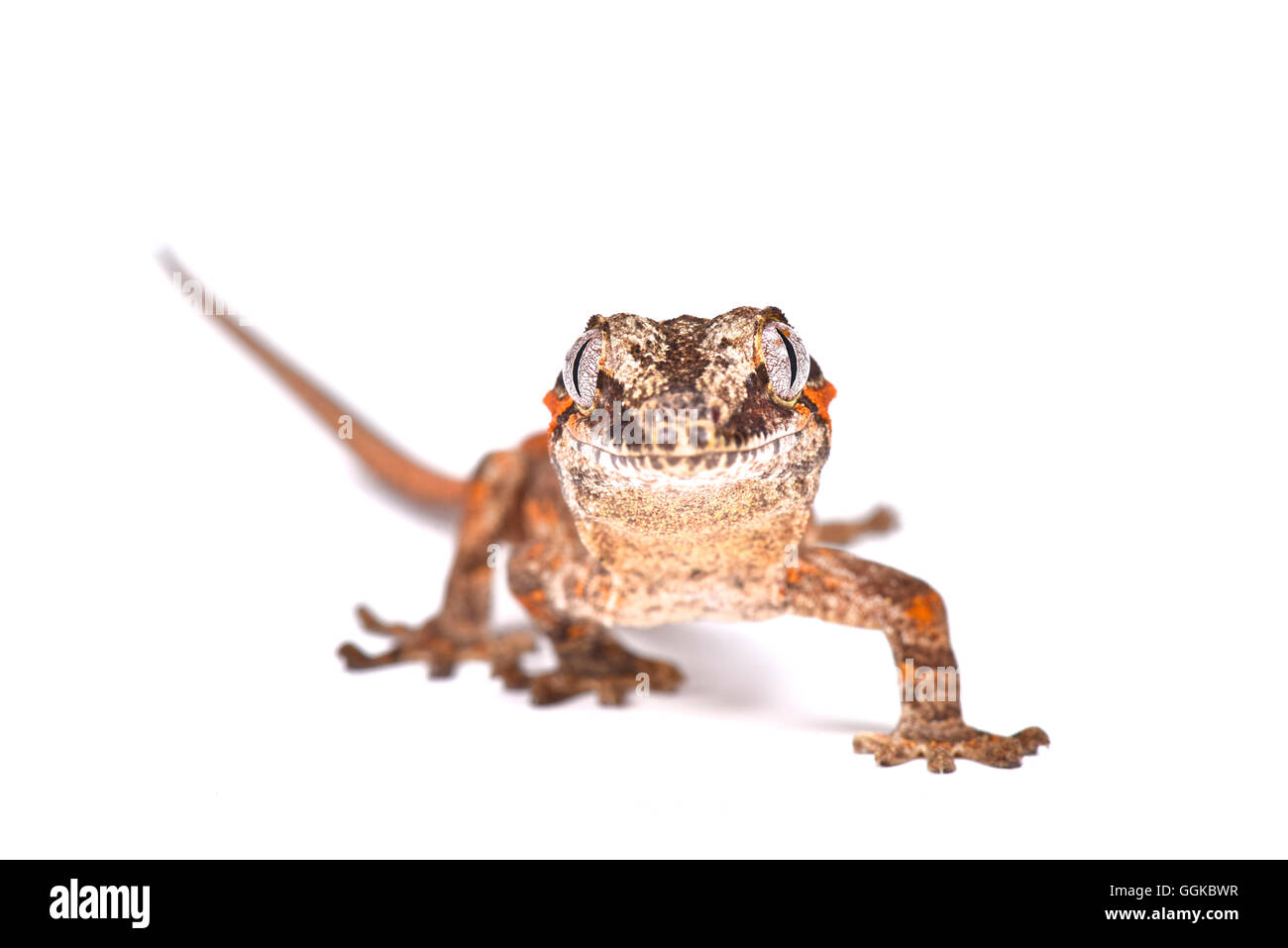 Knopf-headed Giant Gecko (Rhacodactylus Auriculatus) Stockfoto