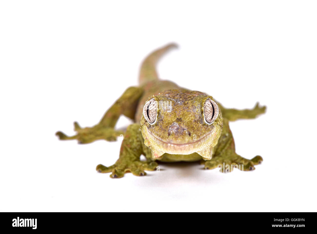 Moosigen neue Caledonian Gecko (Mniarogekko Chahoua) Stockfoto