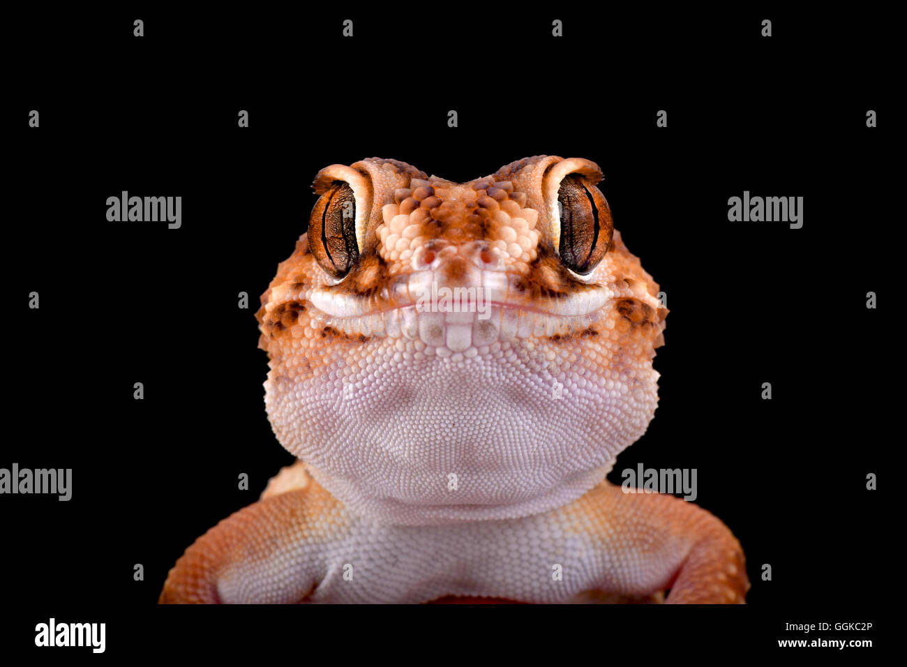 South African Boden Gecko (Chondrodactylus Angulifer), Namibia Stockfoto