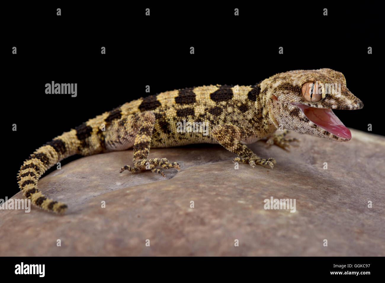 Omanische gebänderten Gecko (Trachydactylus Hajarensis), Oman, Wärmeregulierung Stockfoto