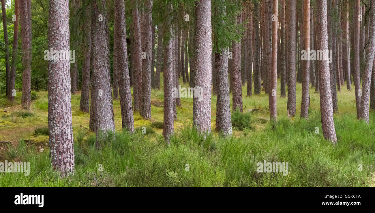 Wald in den Highlands, Schottland, Vereinigtes Königreich Stockfoto
