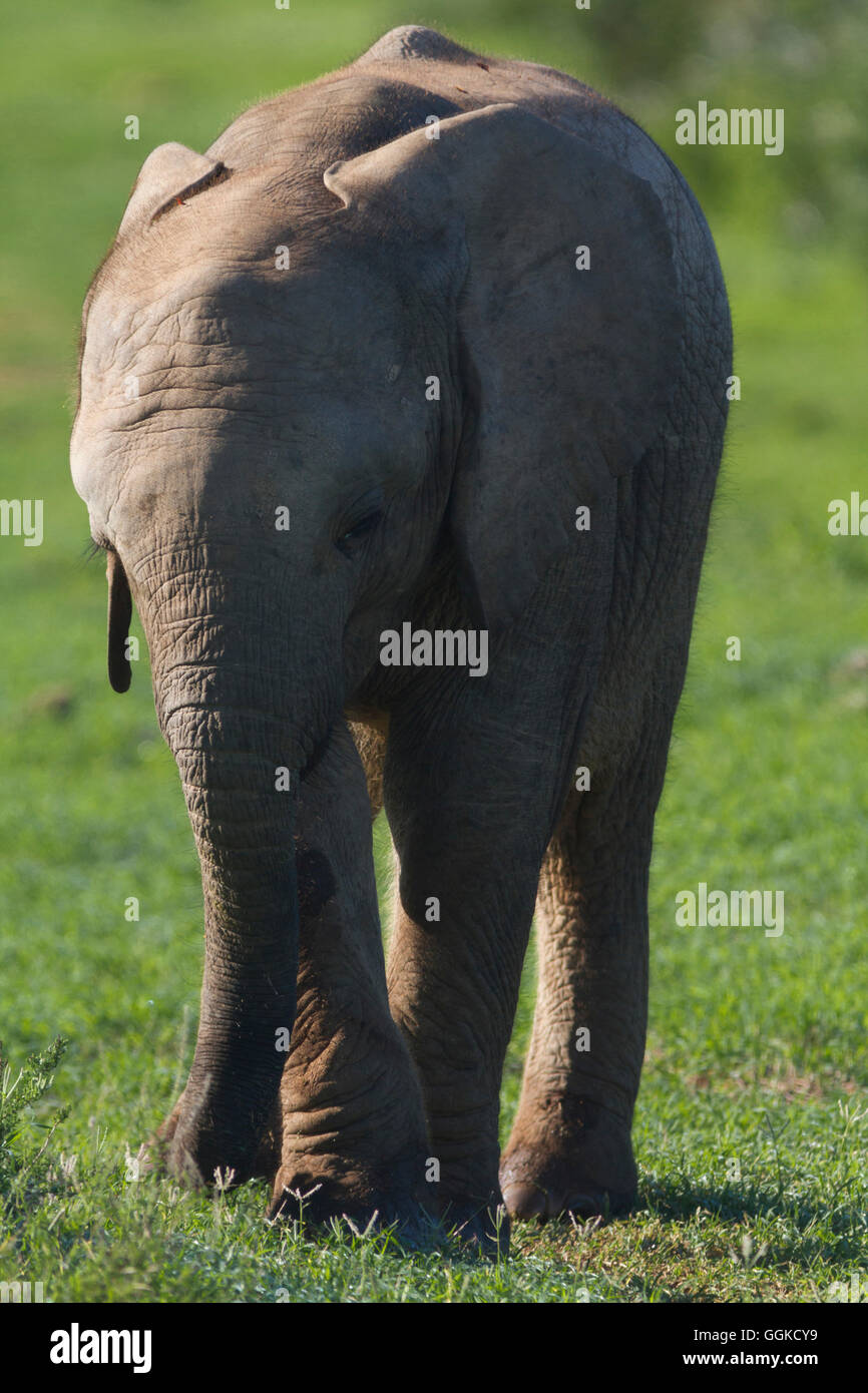 Elefant, Addo Elephant National Park, Eastern Cape, Südafrika Stockfoto