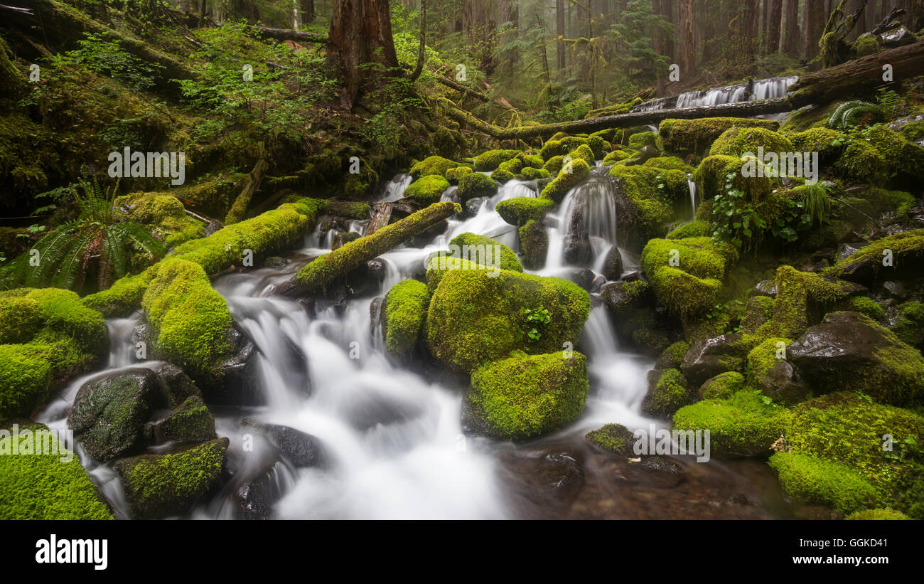 Moos bedeckt Felsen, Olympic Nationalpark, Washington, USA Stockfoto