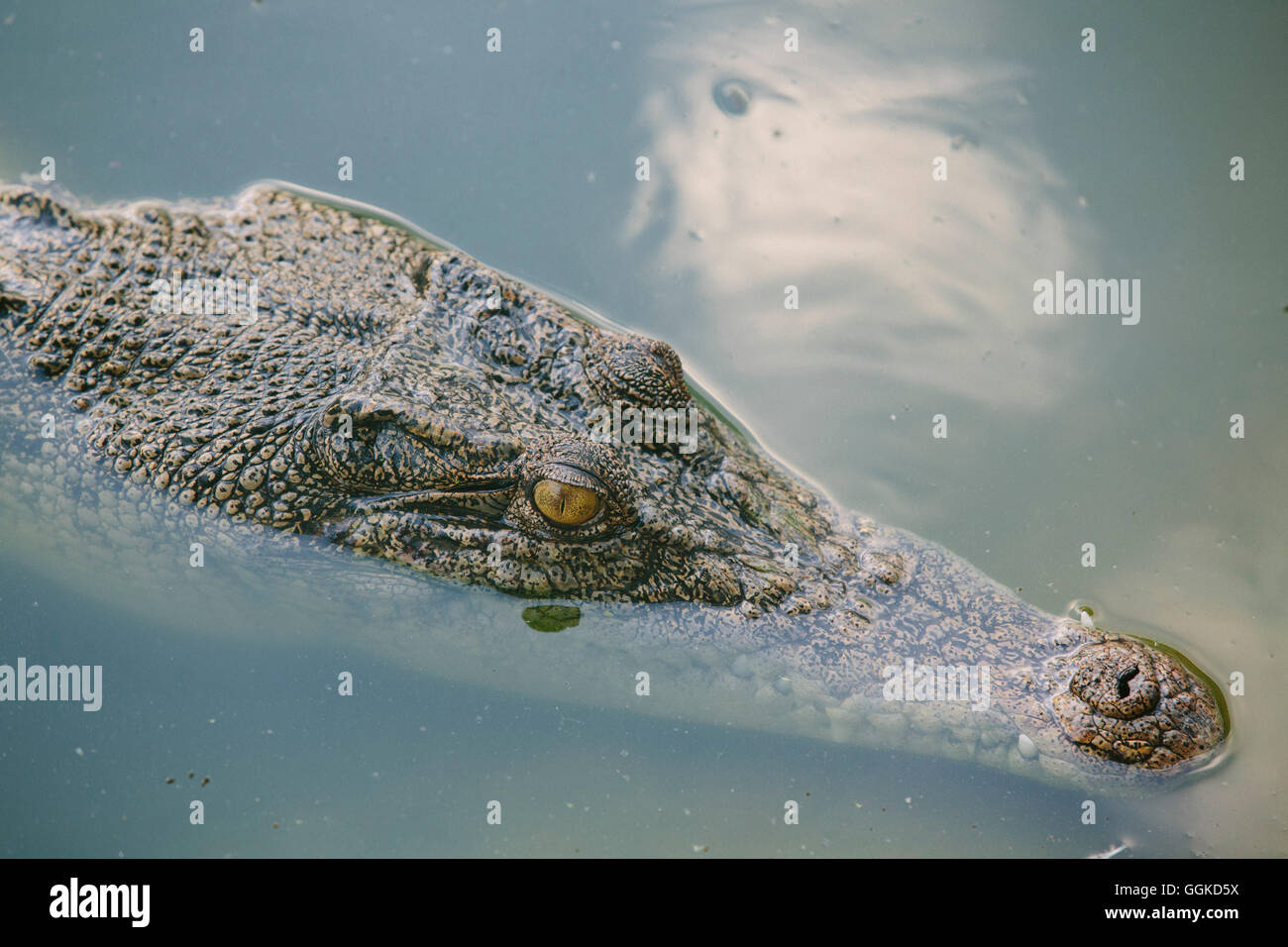 Krokodil, Kota Kinabalu, Borneo, Malaysia. Stockfoto