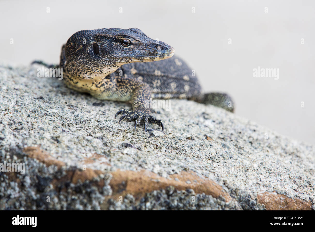Eine Eidechse auf dem Strand, Kota Kinabalu, Borneo, Malaysia. Stockfoto