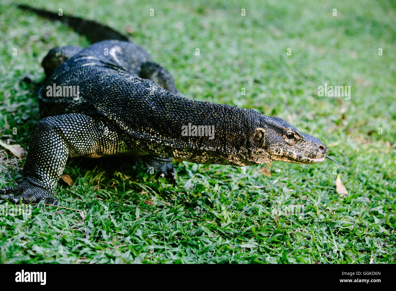 Eidechse in der Nexor Resort, Kota Kinabalu, Borneo, Malaysia. Stockfoto