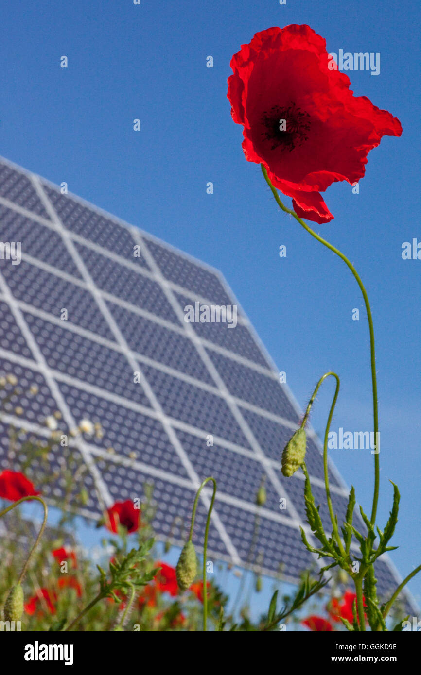 Mohnblume mit Sonnenkollektoren im Hintergrund, Lieschensruh, Edertal, Hessen, Deutschland, Europa Stockfoto