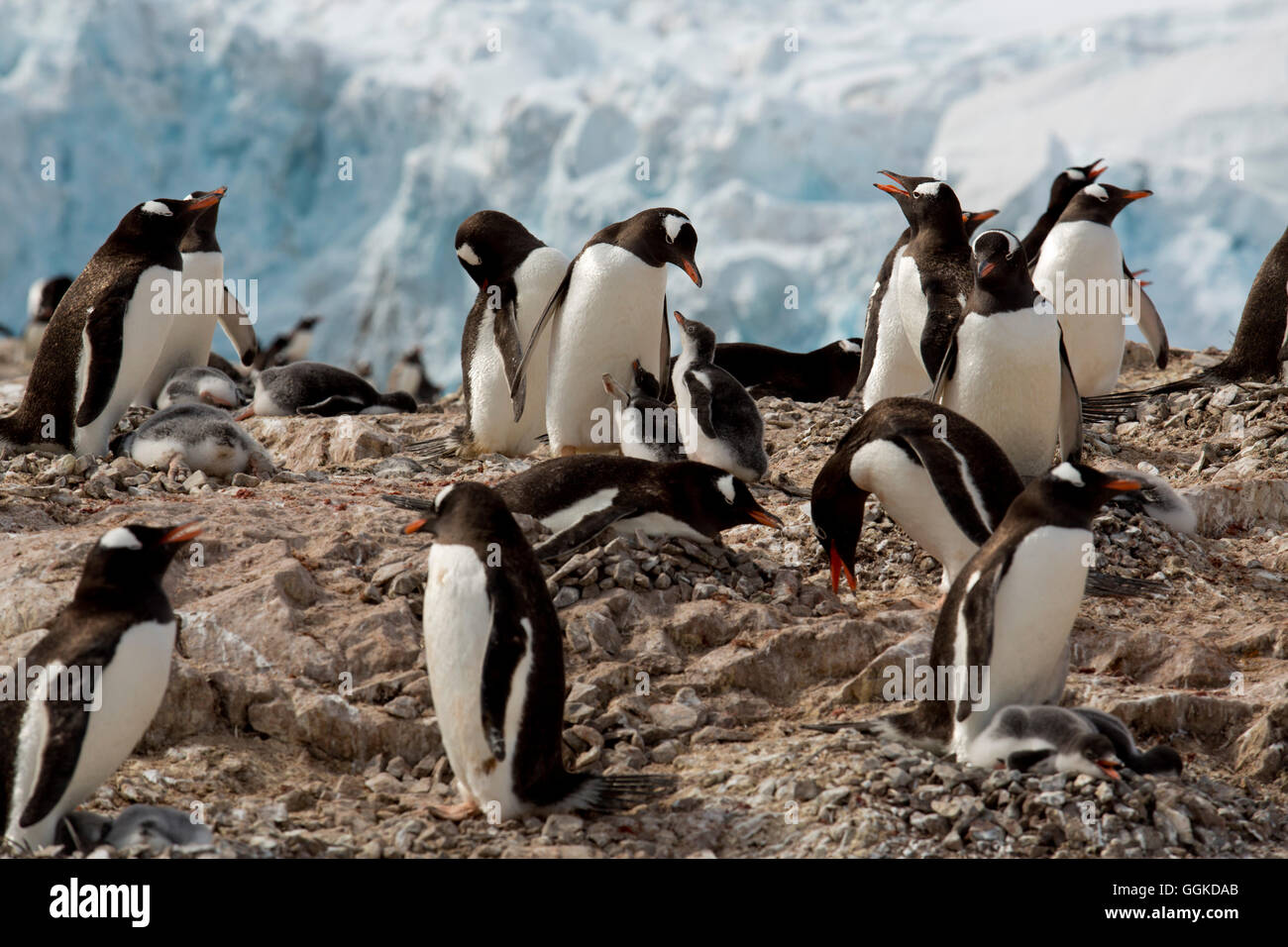 Gentoo Penguins (Pygoscelis Papua) füttern ihre Küken, Neko Harbour, Antarktis Stockfoto