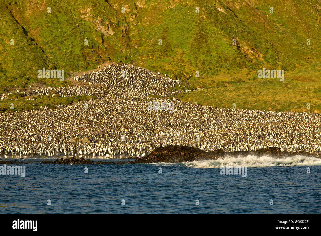 Königspinguin (Aptenodytes Patagonicus) Kolonie, Macquarie Island, Australien Stockfoto