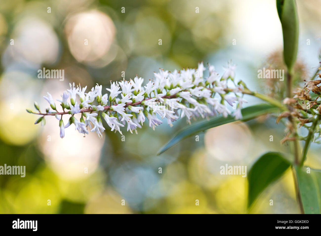 Dateil Kohl Baum Blume (Cordyline Australis), Motuara Island, New Outer Queen Charlotte Sound, Marlborough, Südinsel Stockfoto