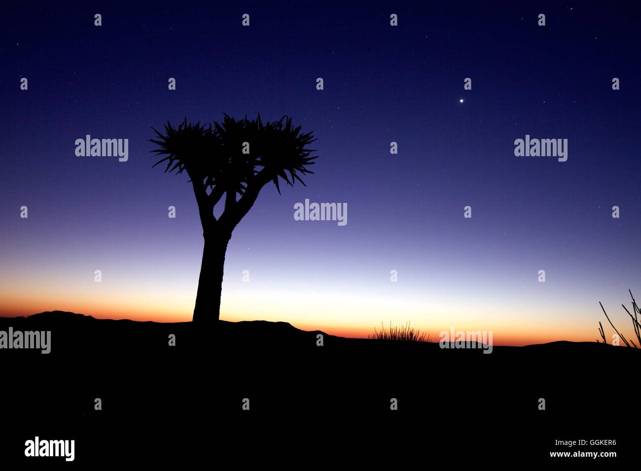 Köcher Baum (Aloe Dichotoma) kurz nach Sonnenuntergang, Namibia Stockfoto