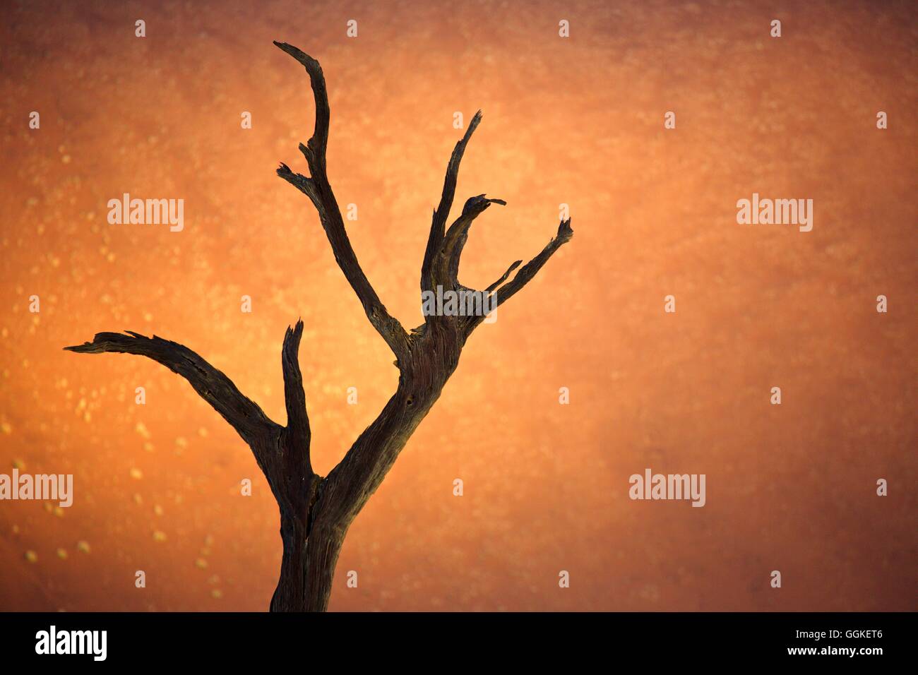Toter Baum vor roten Sanddünen Deadvlei am Sossusvlei, Namibia Stockfoto