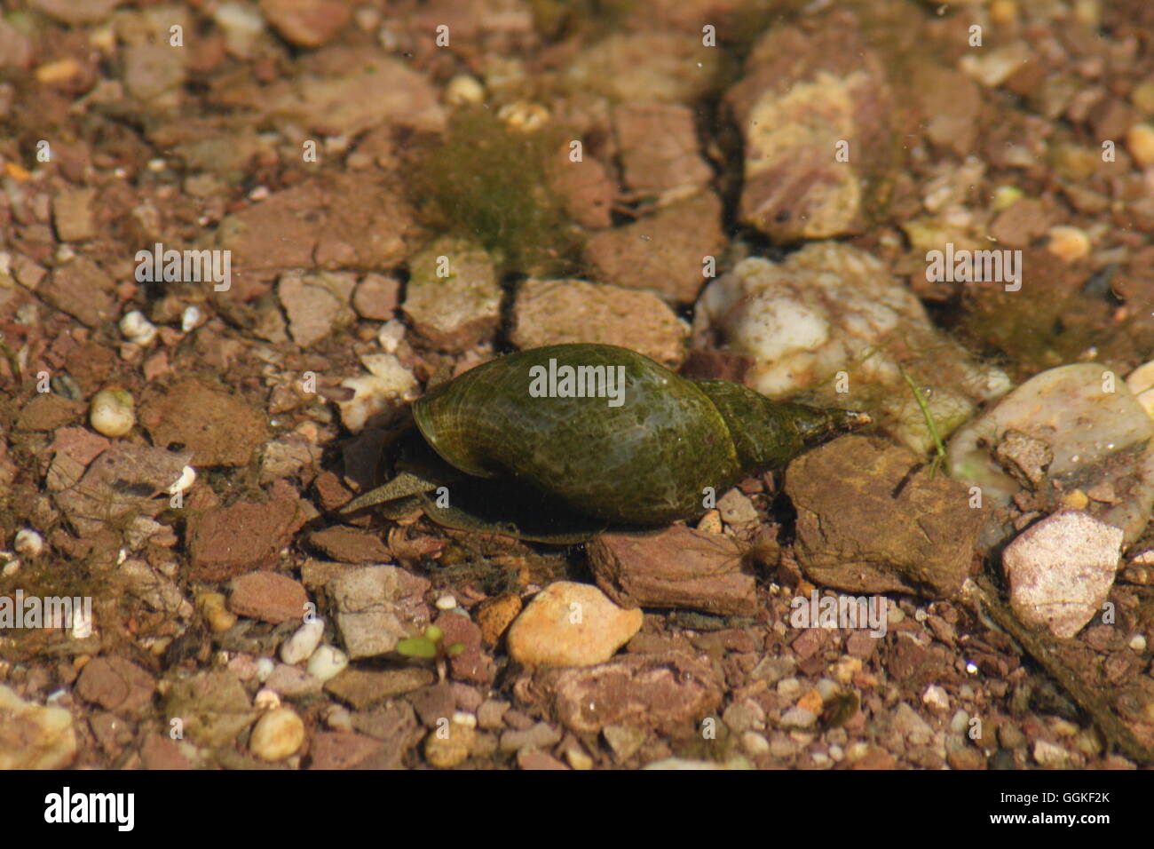 Wasser, Schnecke, Schnecke, Wassertiere, Teich Schnecken