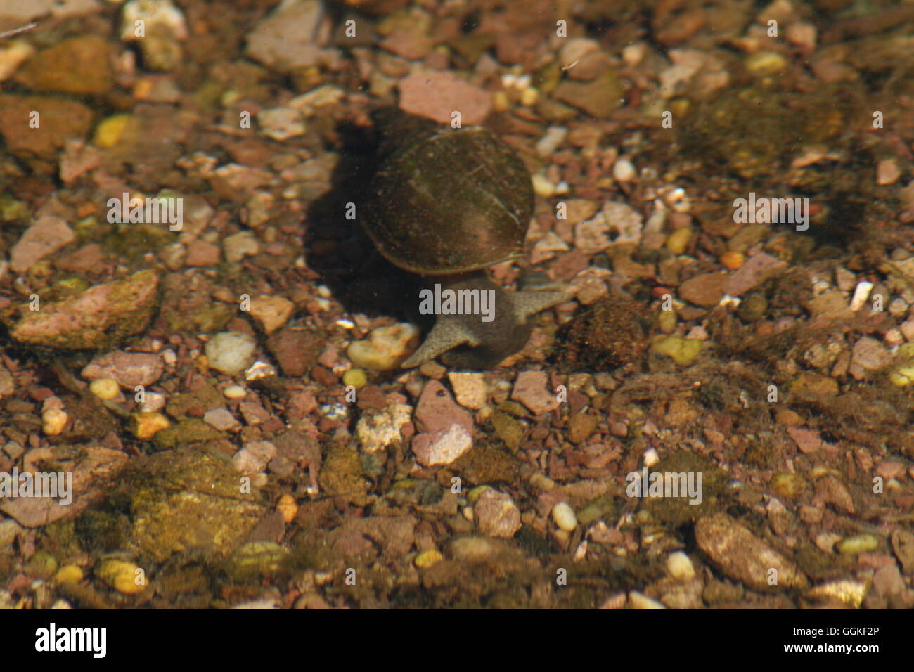Wasser, Schnecke, Schnecke, Wassertiere, Teich Schnecken