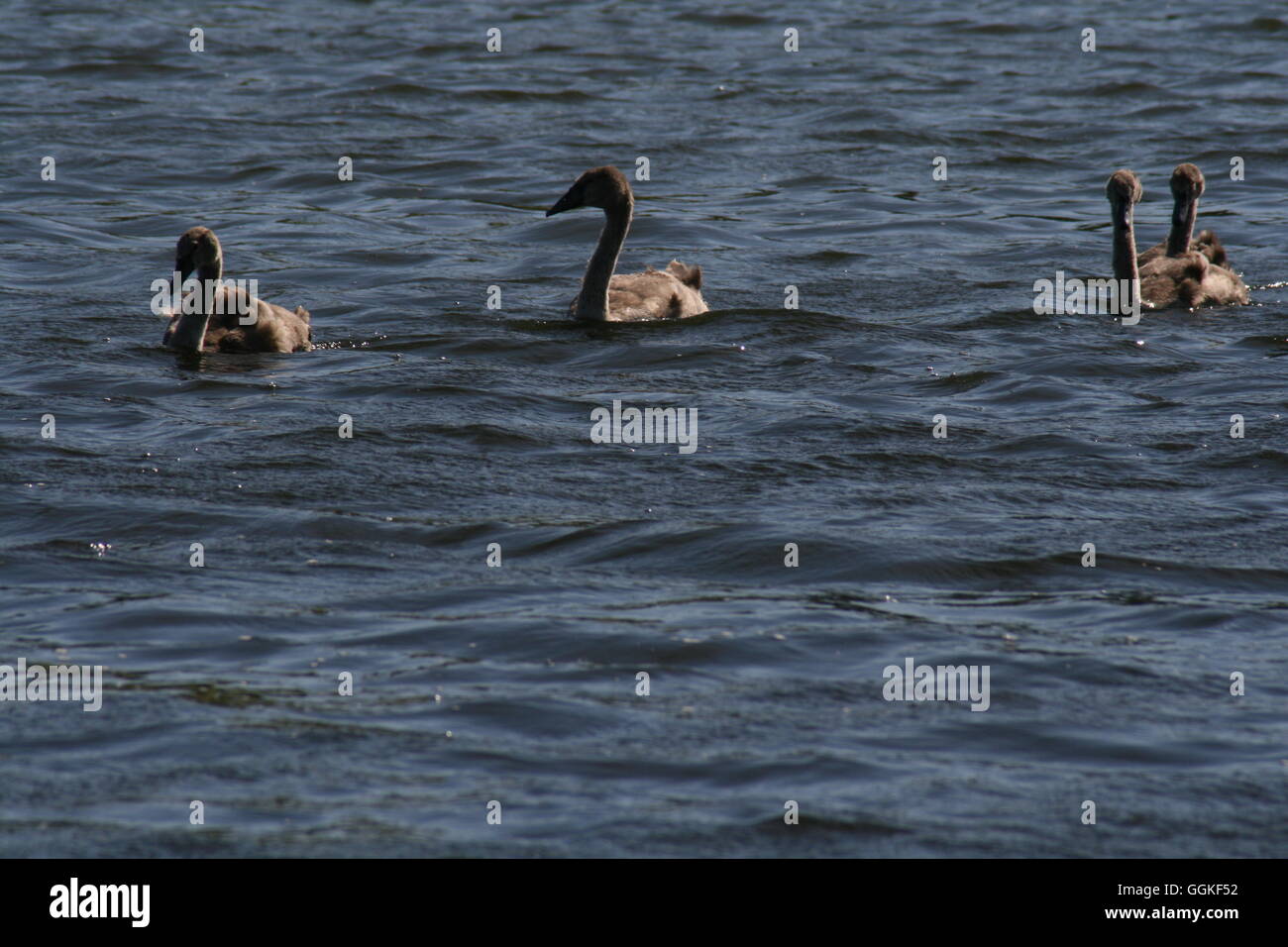 Signets, Signets, Baby Schwan, Baby Schwäne, Schwan, hässliche Entlein Schwäne auf dem Wasser, Schwan in Wasser, Signets in Wasser, Signets auf Wasser, einsame Signets, Signet Stockfoto