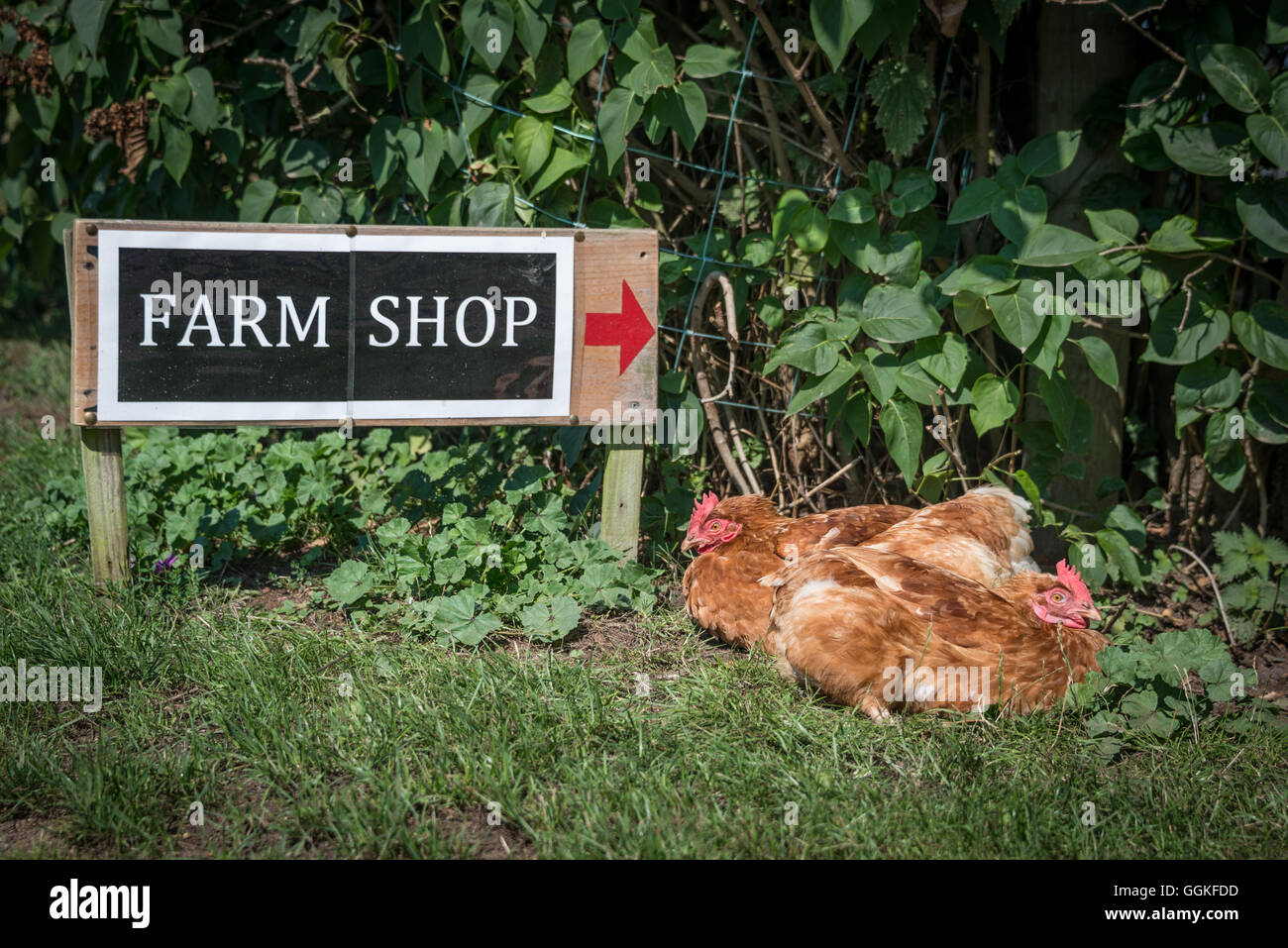 Milchviehbetrieb, Wasser Lane Nayland zu senken Stockfoto