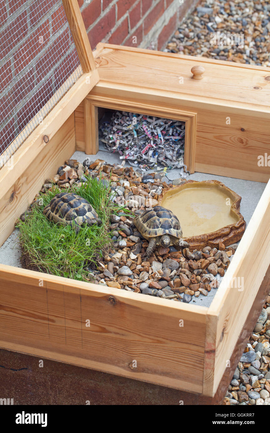 Schildkröte "Table". Kleines Gehäuse zu Hause Junge in Gefangenschaft gezüchtet Testudo Graeca, drinnen. Tierheim am anderen Ende mit Staub freien Betten. Stockfoto