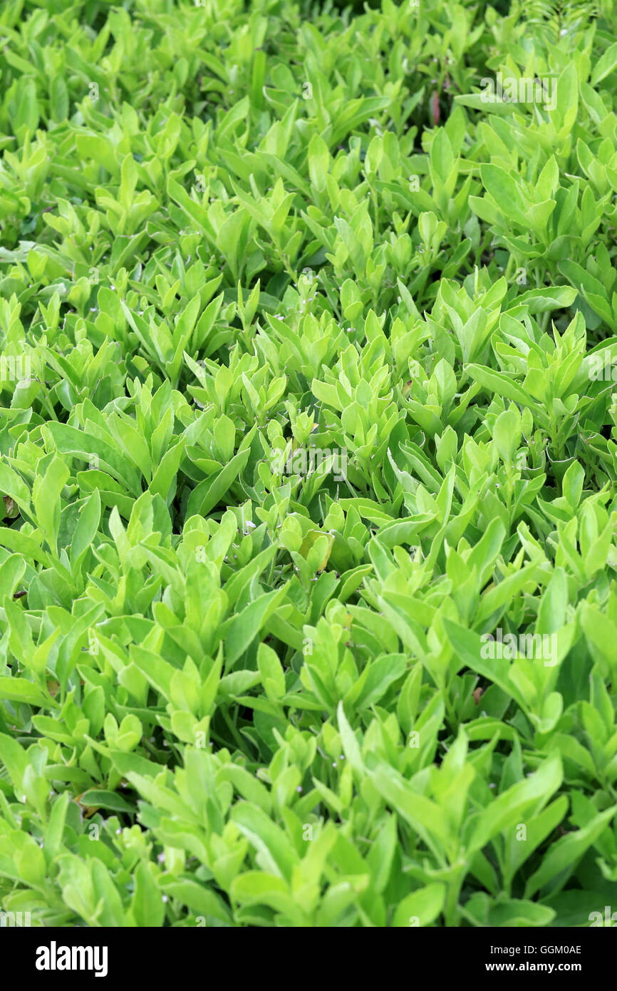 Grünes Blatt Baum des tropischen Gartens für die Design-Natur-Hintergrund. Stockfoto