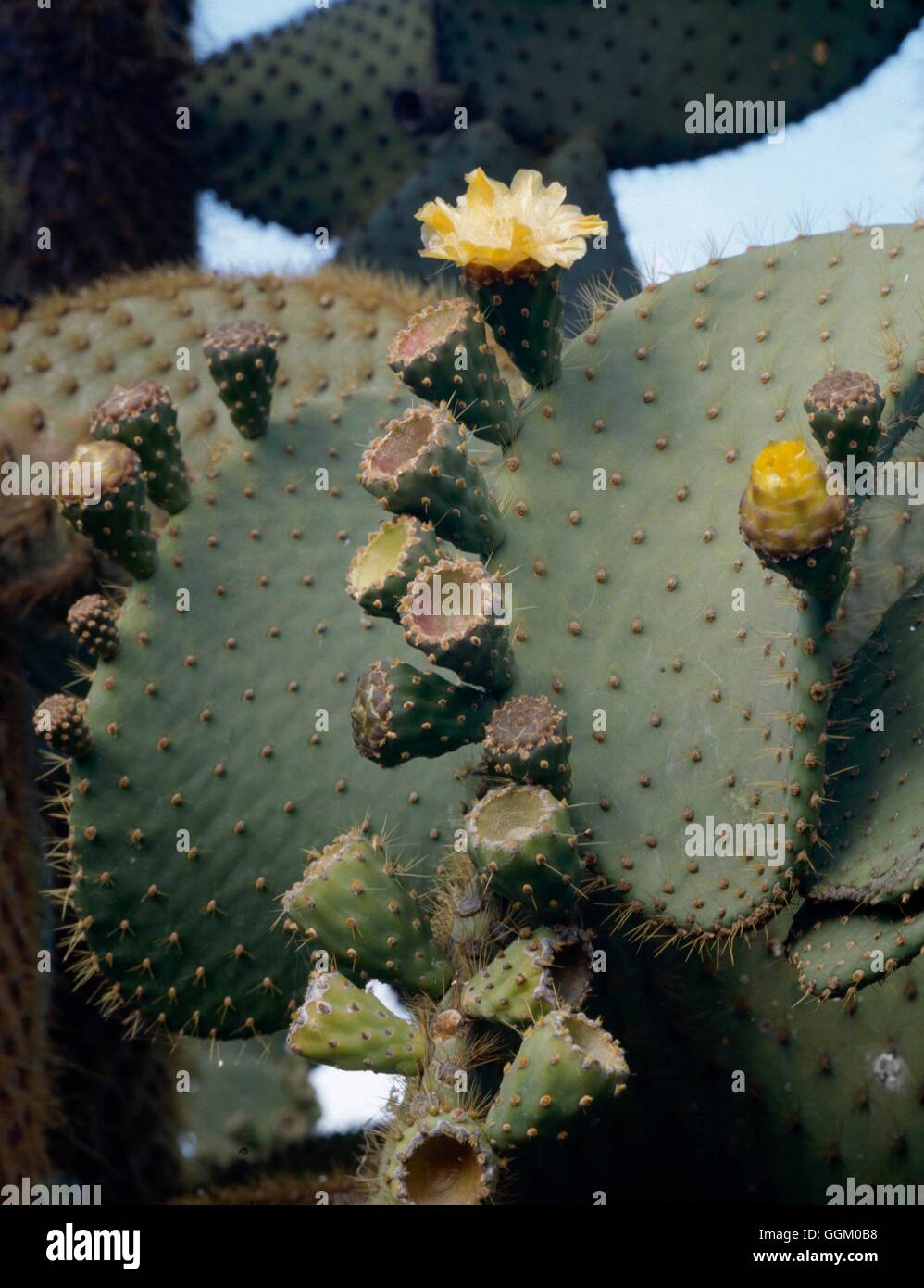 Opuntia Echios-- (Syn O. Galapageia var Echios) MIW253554 Stockfoto