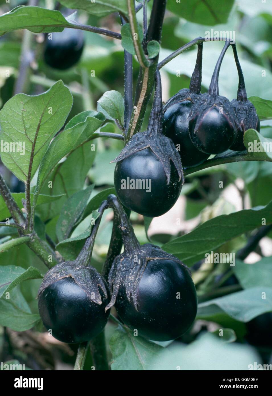 Aubergine F1 "Baby Bell" MIW253555 Stockfoto