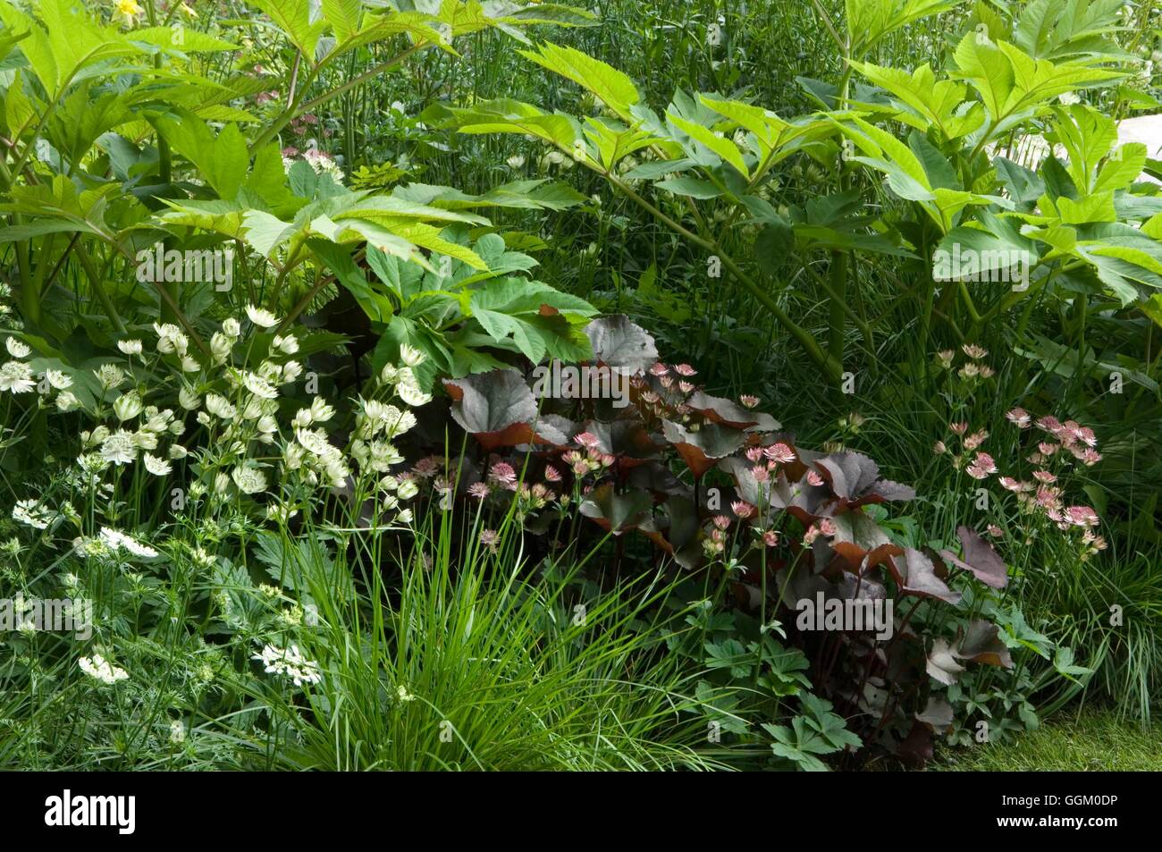 Feuchtigkeit Garten - mit Rodgersia Ligularia und Astrantias MIW253619 /Photo Stockfoto