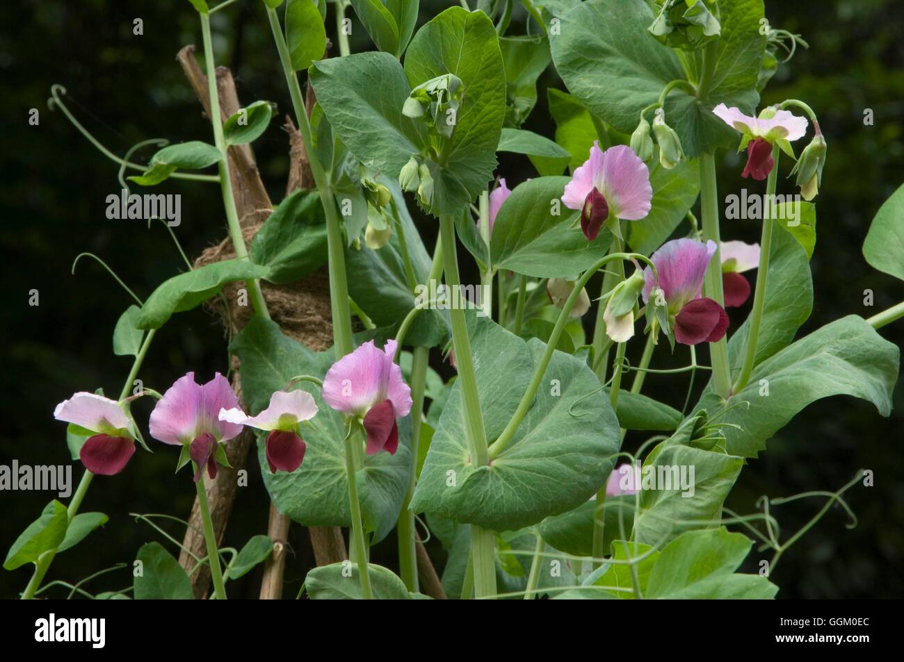 Erbse "Commander"-mit Blumen MIW253636 Stockfoto