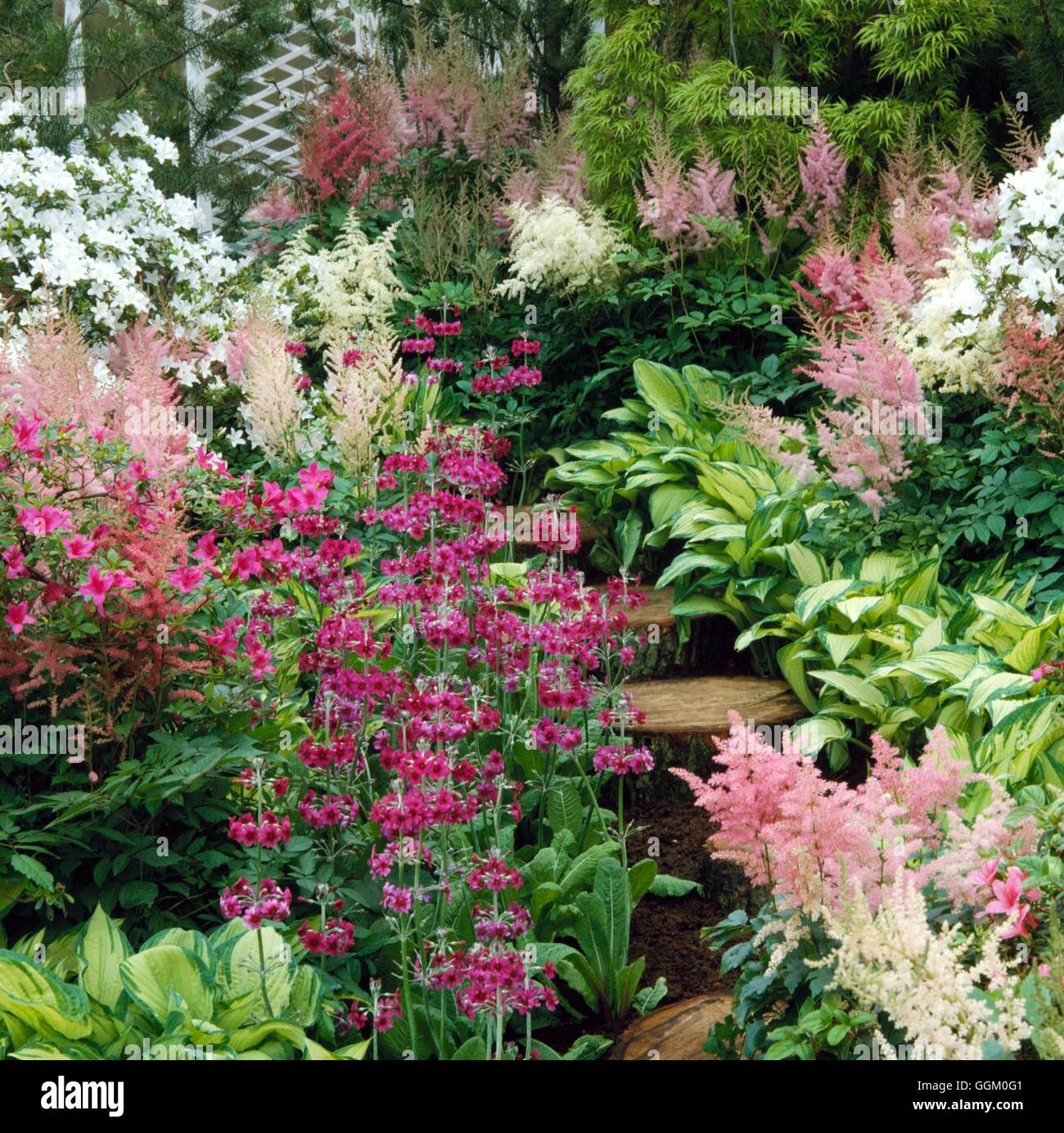 Feuchtigkeit-Garten - mit Primeln Hostas und Astilbes MOG021571 Stockfoto