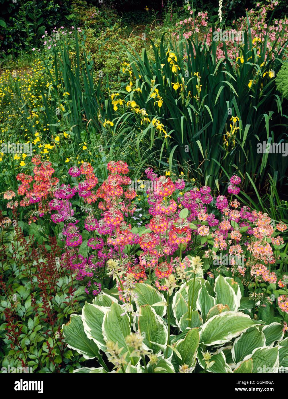 Feuchtigkeit-Garten - mit Iris Ranunculus Mimulus Astilbe Primeln und Hosta MOG086266 Fotos Stockfoto