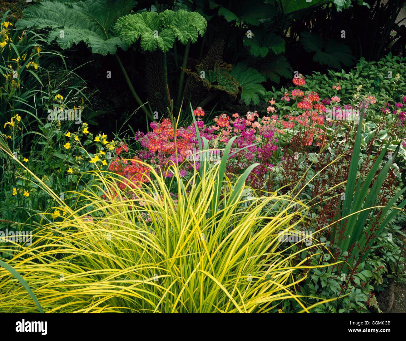 Feuchtigkeit-Garten - mit Gunnera Mimulus Primeln Astilben und Carex Elata 'Aurea' MOG086268 P Stockfoto