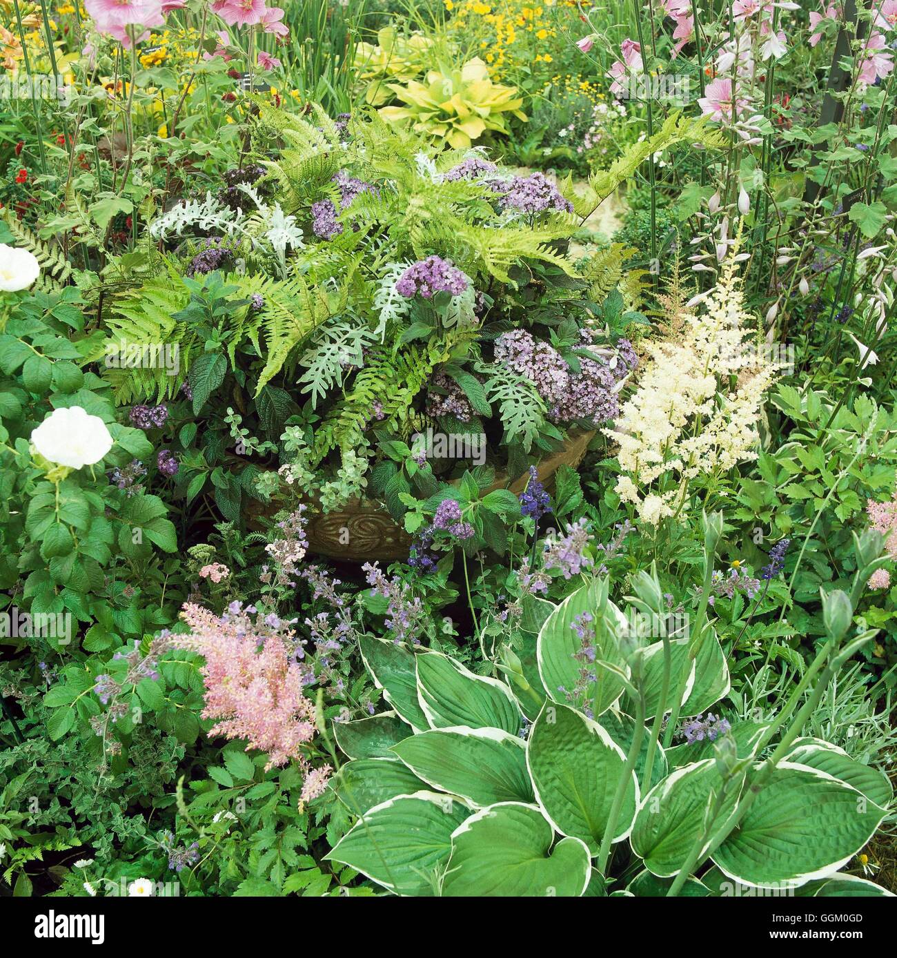 Feuchtigkeit Garten - mit Hostas Farne Astilbe Heliotrop und Lavatera MOG104045 Foto Stockfoto