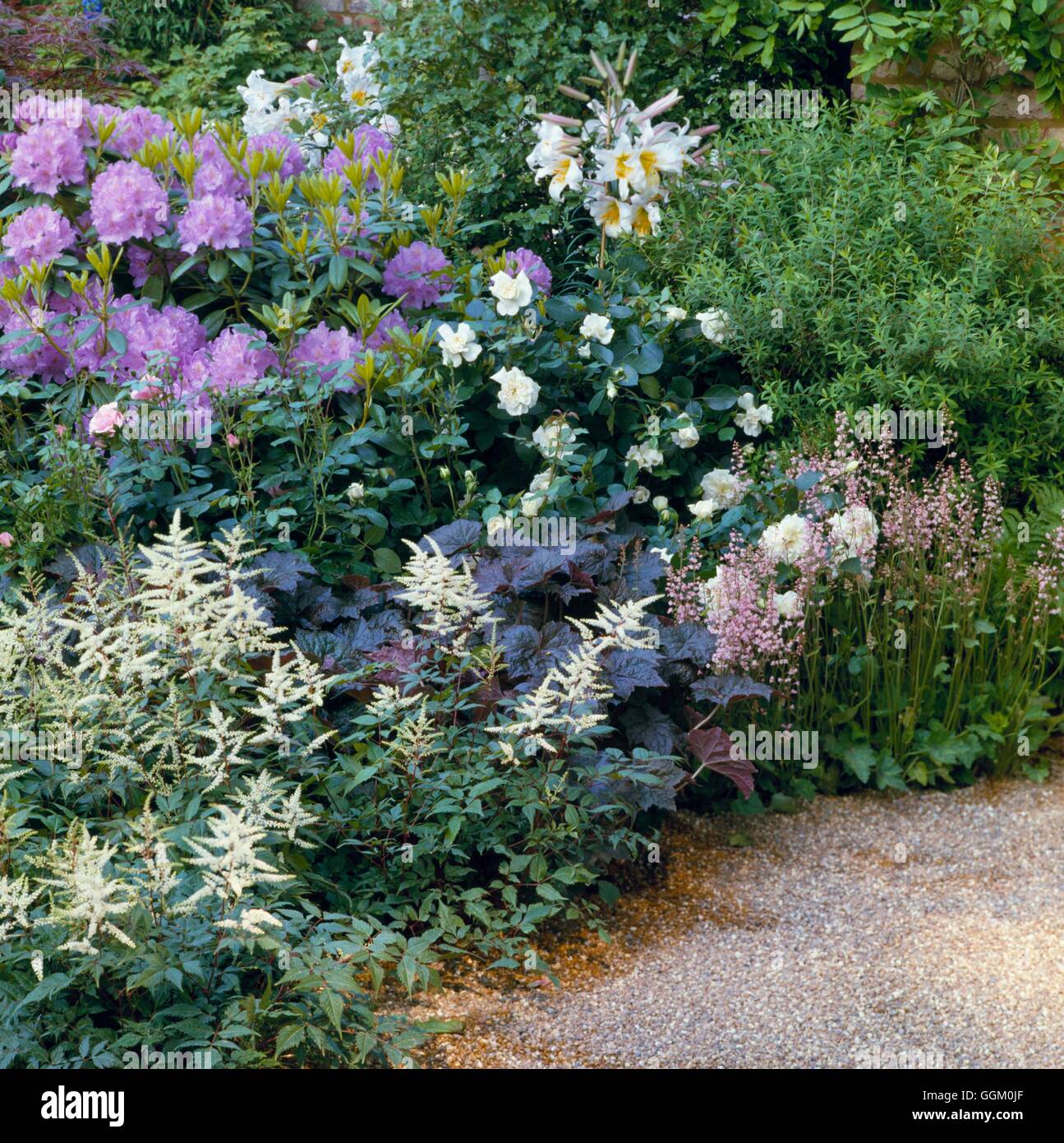 Eine Grenze in Farbe - lila - bepflanzt mit Rhododendron Rosen Heucheras und Astilbes OCB021327 Stockfoto
