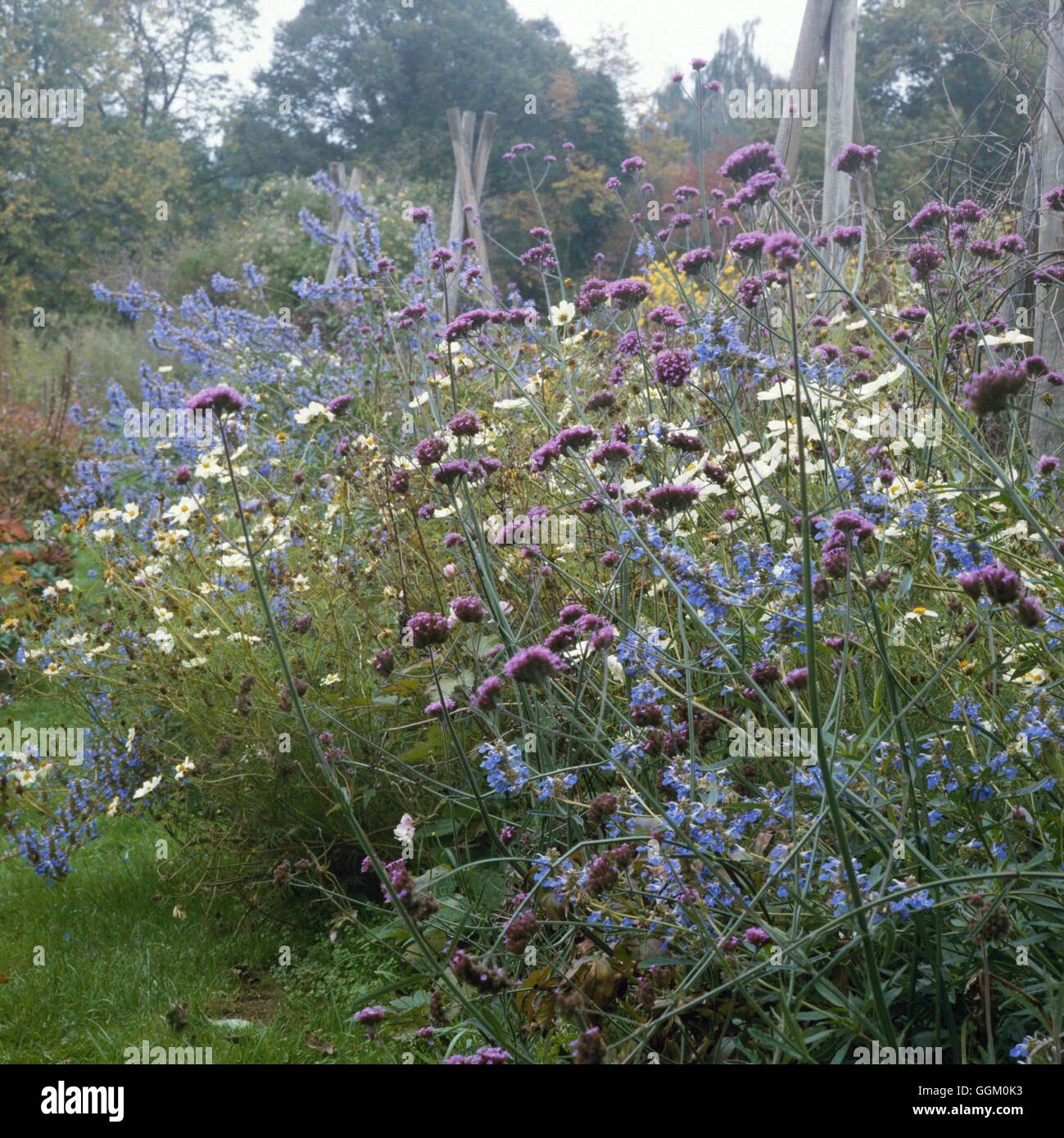 Eine Farbe Grenze - blau - mit Salvia Uliginosa AGM und Verbena Bonariensis AGM OCB047003 Pho Stockfoto