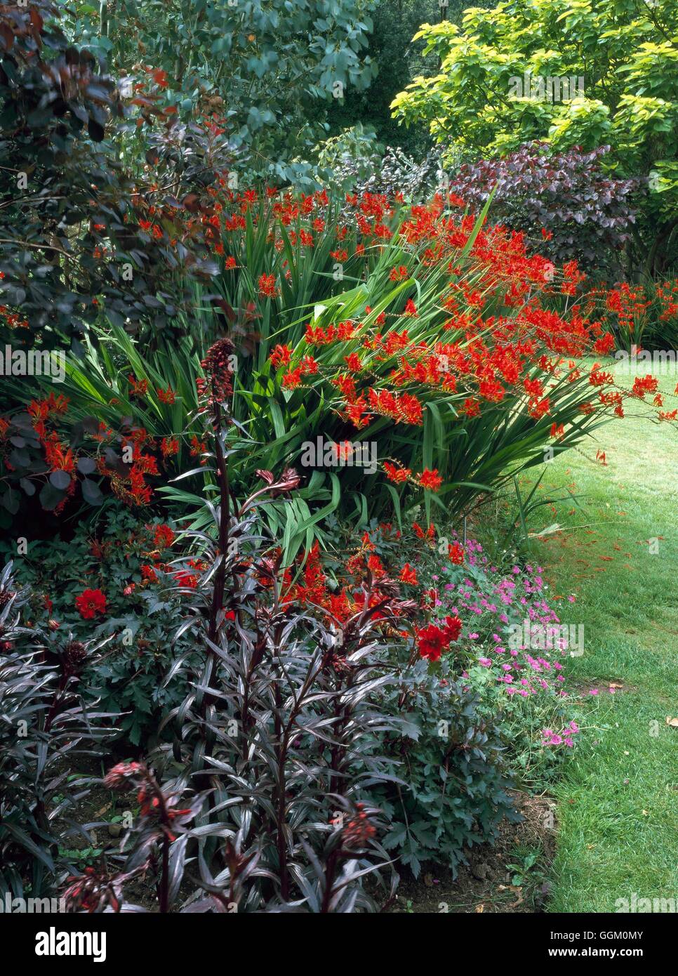 Eine Grenze der Farbe - rot - mit Lobelia Geranium ' Russell Prichard und Crocosmia ' Luzifer (bitte Kredit: Fotos Hort/Burford H " Stockfoto