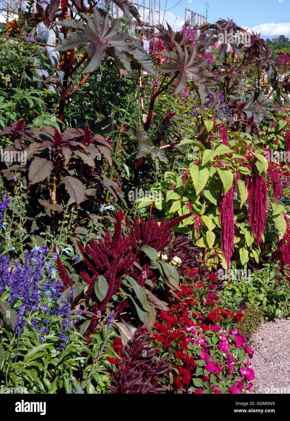 Eine Farbe - rot - Ricinus Amaranthus Dianthus und Grenze Impatiens OCB099140 Fotos Ho Stockfoto