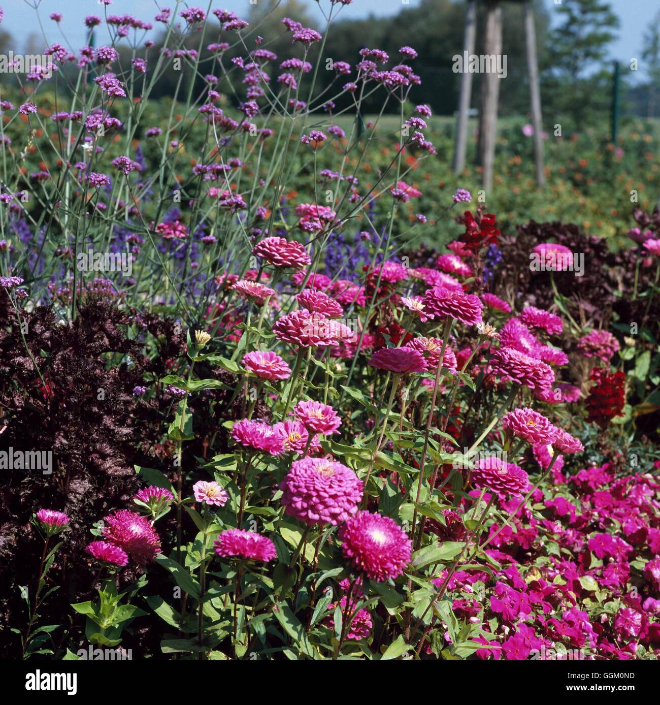 Eine Grenze in Farbe - lila - bepflanzt mit Impatiens Zinnien Astern Eisenkraut und Perilla OCB104969 obligatorische Cred Stockfoto