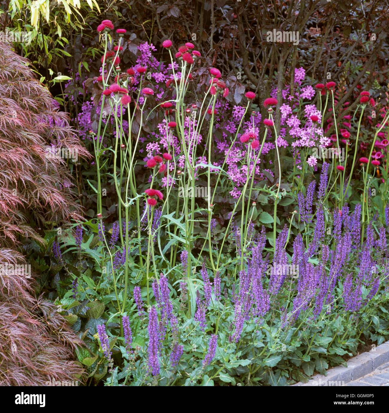 Einfarbig-Grenze - lila - mit Circium Hesperis und Salvia OCB111078/p Stockfoto