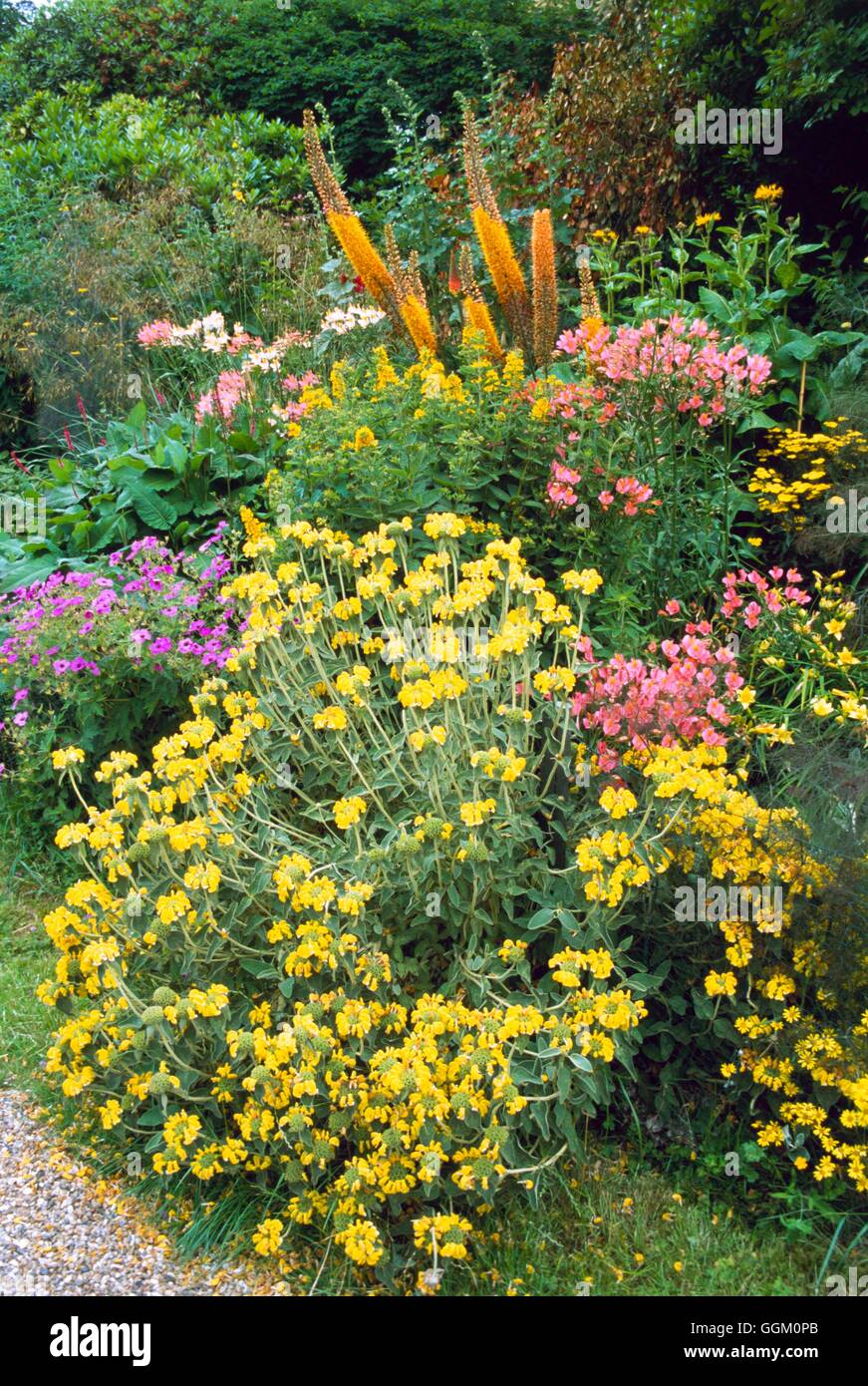 Einfarbig-Grenze - Golden - mit Phlomis Geranium Lysamachia Alstromeria und Eremurus OCB112088 obligatorische Credi Stockfoto