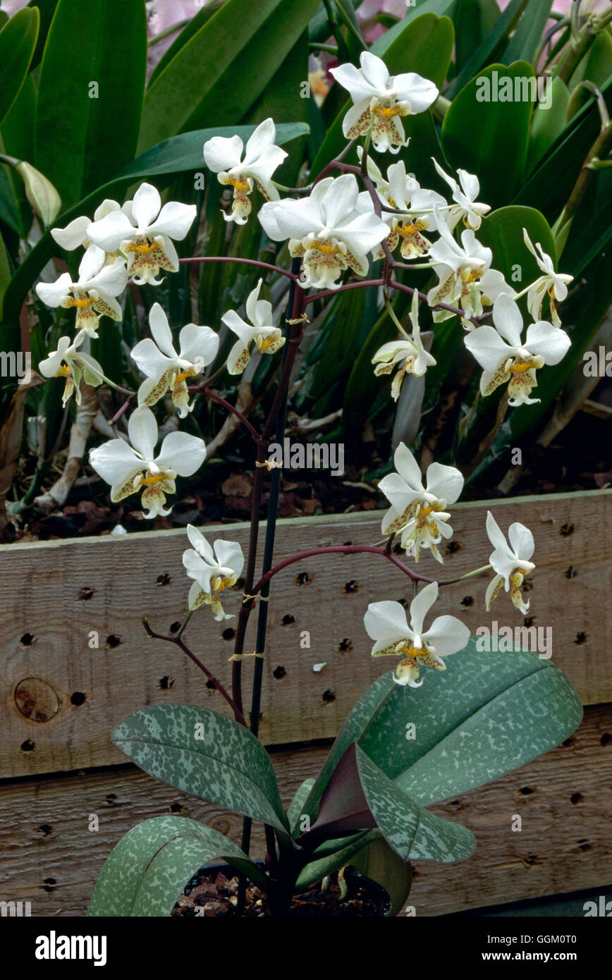 Phalaenopsis stuartiana Fotos und Bildmaterial in hoher Auflösung Alamy