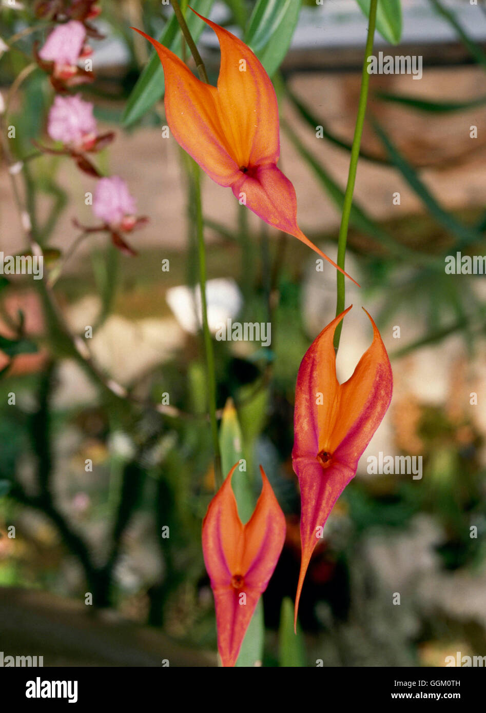 Masdevallia Militaris - (Syn M. Ignea) ORC058731 Stockfoto