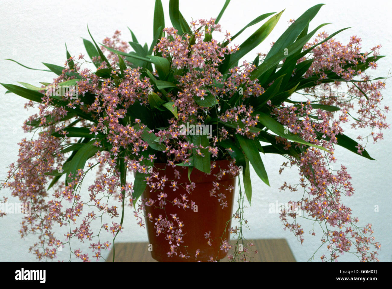 Oncidium Ornithorhynchum ORC058732 Stockfotografie Alamy