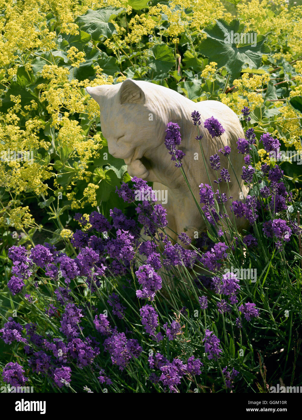 Ornamente - Katze Figur unter Alchemilla Mollis und Lavandula ORN082000 / Stockfoto