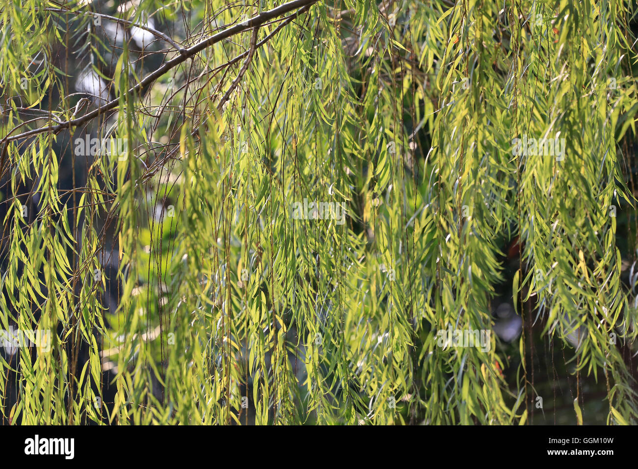 Grünes Blatt am Baum Licht und Sonnenlicht des tropischen Gartens für die Design-Natur-Hintergrund haben. Stockfoto