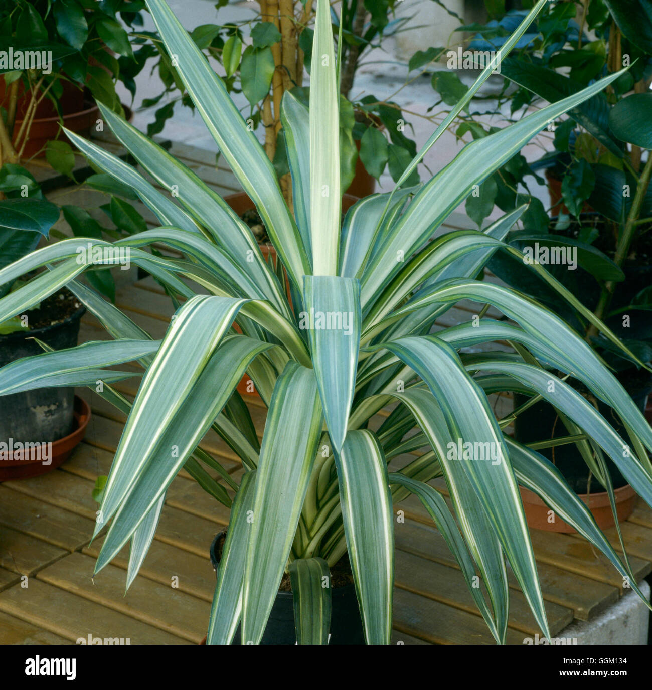 calathea musaica flower Calathea Musaica main image 0